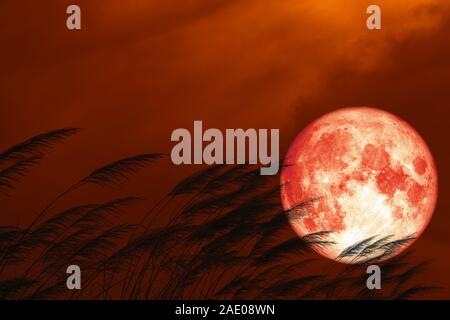 Volle Erdbeere Mond auf Nacht Red Sky zurück Silhouette gras Blumen, Elemente dieses Bild von der NASA eingerichtet Stockfoto