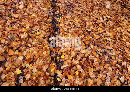 Fagus sylvatica. Gefallenen Buchenblätter im Herbst auf einen schlammigen Weg. Großbritannien Stockfoto