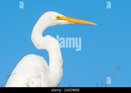 Die Silberreiher (Ardea alba) ist in den meisten tropischen und gemäßigt warmen Regionen der Welt distibuted. Stockfoto