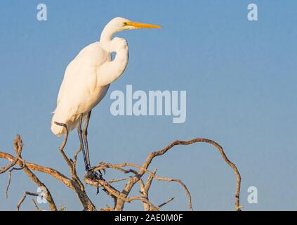 Die Silberreiher (Ardea alba) ist in den meisten tropischen und gemäßigt warmen Regionen der Welt distibuted. Stockfoto