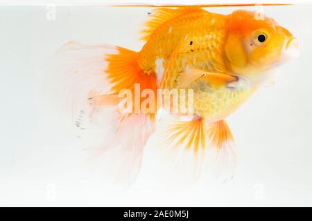 Schöne Orange Oranda Goldfisch (Carassius Auratus) Tauchen in frischem Wasser Glas Tank isoliert auf weißem Hintergrund Stockfoto