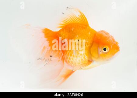 Schöne Orange Oranda Goldfisch (Carassius Auratus) Tauchen in frischem Wasser Glas Tank isoliert auf weißem Hintergrund Stockfoto