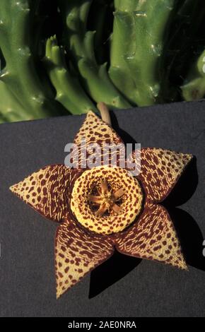 STAPELIA VARIEGATA (SYN ORBEA VARIEGATA) BEKANNT ALS DER AAS Blume oder Stern Blume, hat einen stechenden Geruch, dass Gerüche der Toten FLEISCH Stockfoto