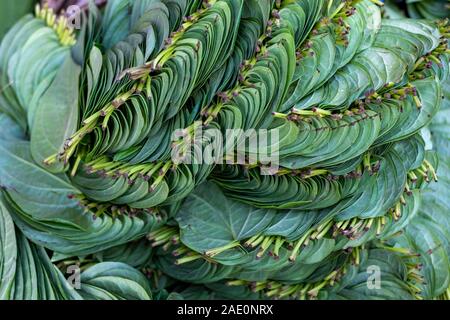 Betelblätter, in der Regel mit arecanuß verbraucht, kunstvoll in einem burmesischen Markt in Mandalay, Myanmar (Birma) Stockfoto