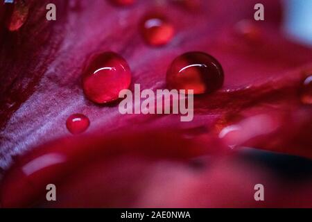 Nahaufnahme von Wassertropfen auf rote Blume Stockfoto