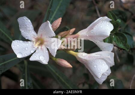In der Nähe von rosa Oleander (nerium) Blumen. Stockfoto