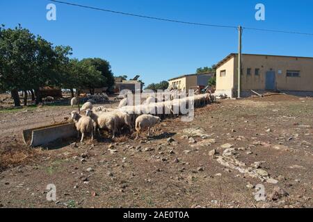 Italien, Orrioli - 2019-10-01 - Zentrale Sardinien Schäferei Stockfoto