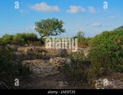 Italien, Barumini - 2019-09-30: Die Giara di Gesturi ist eine hohe und steile basaltischen Hochebene im Zentrum von Sardinien. Vielen Korkeichen, Quercus suber, ein Stockfoto