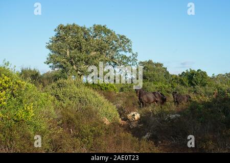 Italien, Barumini - 2019-09-30: Die Giara di Gesturi ist eine hohe und steile basaltischen Hochebene im Zentrum von Sardinien. Vielen Korkeichen, Quercus suber, ein Stockfoto