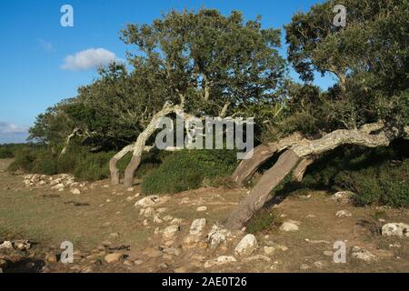 Italien, Barumini - 2019-09-30: Die Giara di Gesturi ist eine hohe und steile basaltischen Hochebene im Zentrum von Sardinien. Vielen Korkeichen, Quercus suber, ein Stockfoto