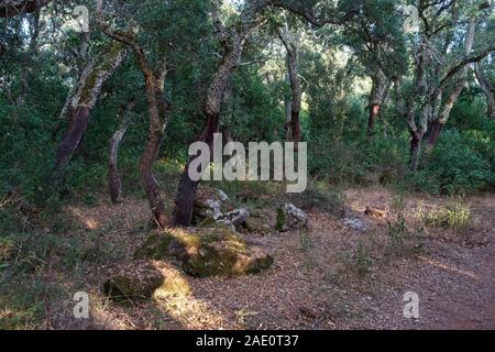 Italien, Barumini - 2019-09-30: Die Giara di Gesturi ist eine hohe und steile basaltischen Hochebene im Zentrum von Sardinien. Vielen Korkeichen, Quercus suber, ein Stockfoto