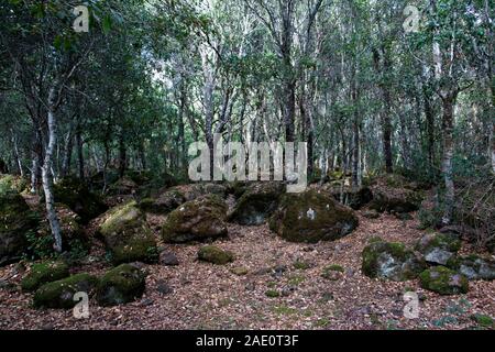 Italien, Barumini - 2019-09-30: Die Giara di Gesturi ist eine hohe und steile basaltischen Hochebene im Zentrum von Sardinien. Vielen Korkeichen, Quercus suber, ein Stockfoto