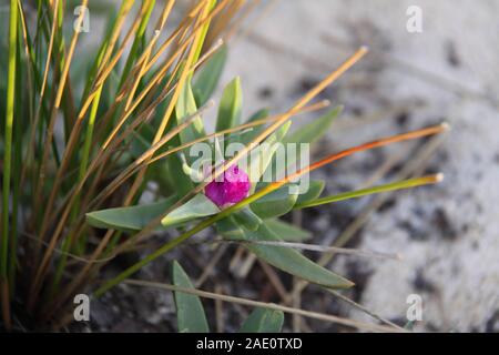 Violette Blume der Kantigen Sea-Fig (Carpobrotus Glaucescens) Wächst auf der Strandseite Stockfoto