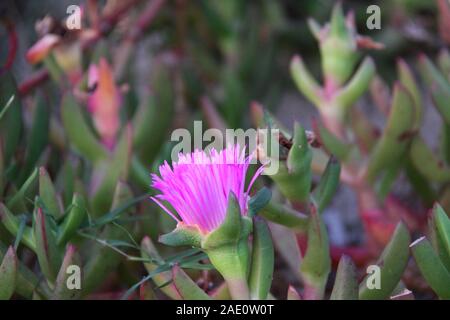 Violette Blume der Kantigen Sea-Fig (Carpobrotus Glaucescens) Wächst auf der Strandseite Stockfoto