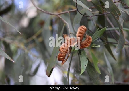 Saatkiefern & Zweig der goldblühenden Salwood Wattles (Acacia Aulacocarpa) Stockfoto