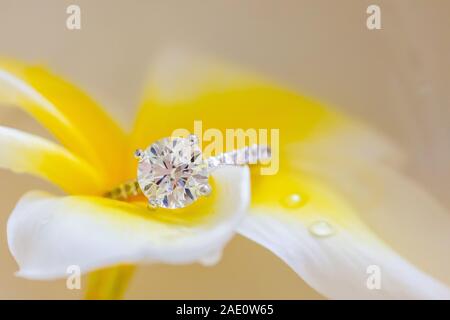 Schöne Diamond Ring ruht auf Weiß Gelb Plumeria Flower Stockfoto