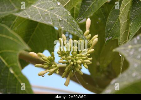 Die Knospen der Papaya (Carica papaya) Stockfoto