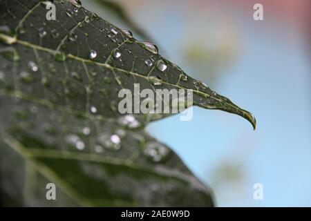 Wassertröpfchen Beschichten Blatt des Papaya-Baums (Carica Papaya) Stockfoto