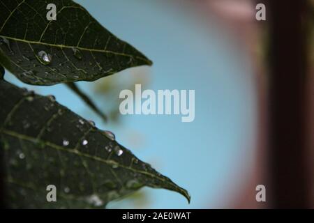 Wassertröpfchen Beschichten Blatt des Papaya-Baums (Carica Papaya) Stockfoto