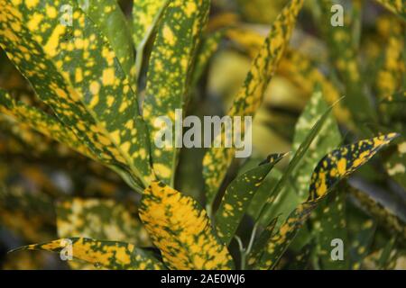 Buntes Laub der Verschiedenfarbigen "Goldstaub"-Form (Codiaeum Variegatum) Stockfoto