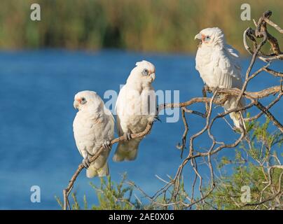 Three Little Corellas thront auf einem Zweig an Hirt See in Perth, Western Australia. Stockfoto