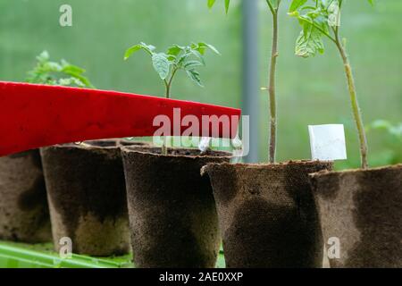 Kunststoff besprühen oder Bewässerung Tomatenpflanze im Gewächshaus Trichter. Organische selbst angebauten Tomaten Pflanzen ohne Gemüse verwässert werden Stockfoto