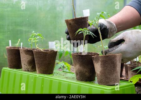 Männliche Bauer Holding organische Topf mit Tomate vor dem Einpflanzen in die Erde. Der Mensch bereitet wenig Tomate in den Boden zu pflanzen Stockfoto
