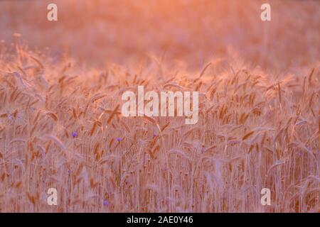 Reif Weizenfeld bei Sonnenuntergang beleuchtet durch die goldenen Sonnenstrahlen. Weizen Farm bereit geerntet zu werden. Landwirtschaftlichen Hintergrund, kopieren Platz für Text Stockfoto