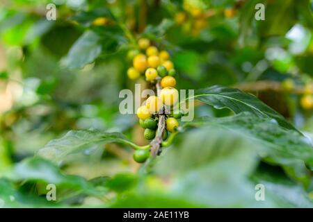 Gelb und Grün fröhliche Kaffee Früchte auf Zweig. Stockfoto