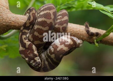 Teppichpython (Morelia spilota) eingerollt auf einem Zweig Stockfoto