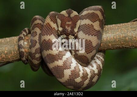 Teppichpython (Morelia spilota) eingerollt auf einem Zweig Stockfoto