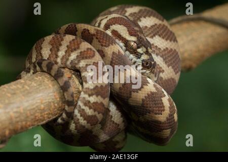 Teppichpython (Morelia spilota) eingerollt auf einem Zweig Stockfoto