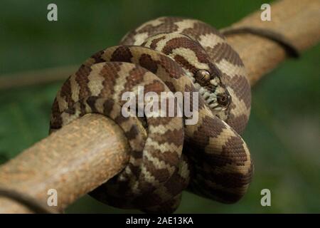 Teppichpython (Morelia spilota) eingerollt auf einem Zweig Stockfoto