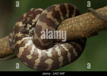 Teppichpython (Morelia spilota) eingerollt auf einem Zweig Stockfoto