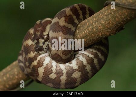 Teppichpython (Morelia spilota) eingerollt auf einem Zweig Stockfoto