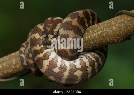 Teppichpython (Morelia spilota) eingerollt auf einem Zweig Stockfoto