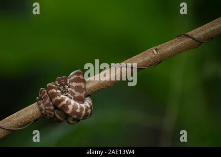 Teppichpython (Morelia spilota) eingerollt auf einem Zweig Stockfoto