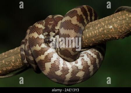 Teppichpython (Morelia spilota) eingerollt auf einem Zweig Stockfoto