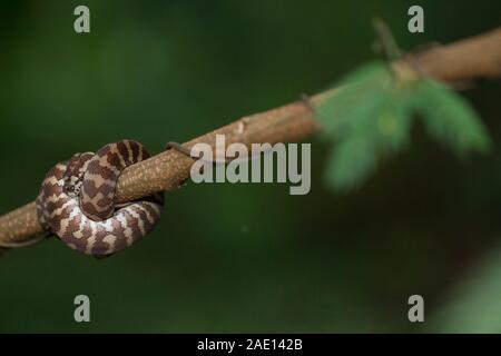 Teppichpython (Morelia spilota) eingerollt auf einem Zweig Stockfoto