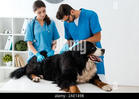 Zwei aufmerksame Tierärzte Prüfung Berner Sennenhund liegend auf Tabelle Stockfoto