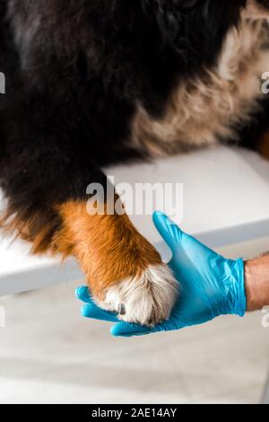 7/8-Ansicht von Tierarzt holding Paw der Berner Sennenhund Stockfoto