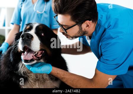 7/8-Ansicht der Tierarzt in der Nähe von Kollegen berühren, Leiter der Berner Sennenhund Stockfoto