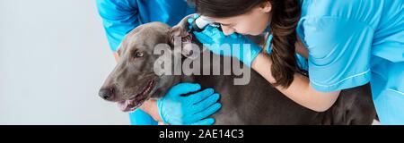 7/8-Ansicht von Tierarzt unterstützen Kollegen Prüfung Ohr der weimaraner Hund mit Stethoskop, Panorama-Aufnahme ein. Stockfoto