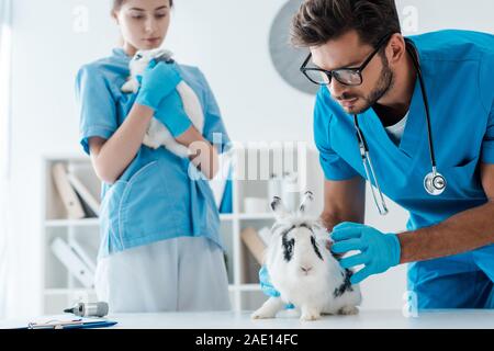 Junge Tierärzte Prüfung zwei adorable Kaninchen in Klinik Stockfoto