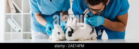 Panorama-aufnahme der jungen Tierärzten untersuchen zwei süße Kaninchen mit otoskop Stockfoto