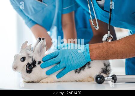 Teilansicht von Tierärzten untersuchen zwei süße Kaninchen auf Tisch Stockfoto