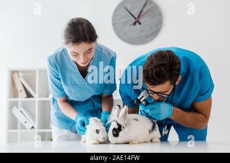 Jungen, aufmerksamen Tierärzte Prüfung zwei süße Kaninchen mit otoskop Stockfoto