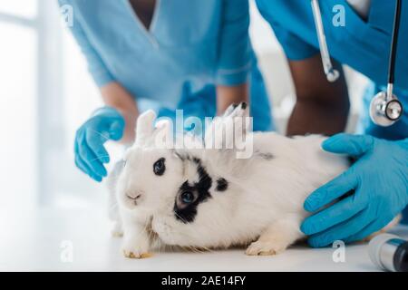 Teilansicht von Tierärzten untersuchen zwei adorable Kaninchen auf Tisch Stockfoto