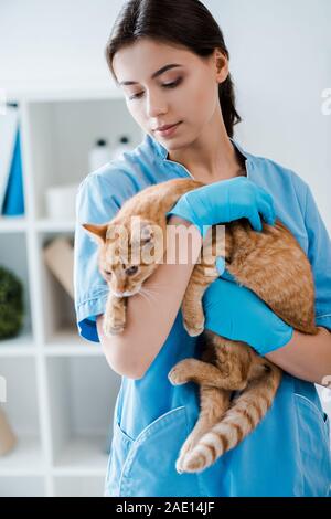 Junge, hübsche Tierarzt Holding niedliche rote Katze auf Händen Stockfoto