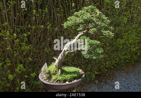 Bonsai Baum in den Botanischen Gärten von Quito, Quito, Ecuador Stockfoto